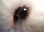 avaeye.JPG