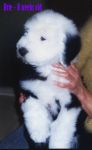 brie8weeks.JPG