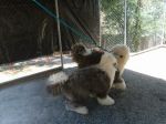 bunjeeoes1.JPG