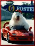 ferraridog.jpg