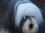 hairy2.JPG