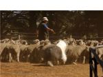 herding1.jpg