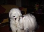 newsheepie1.JPG