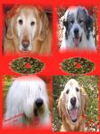 Christmas Web collage All Four wreath.jpg