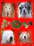 c collage 1b with frame.jpg
