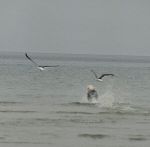 One of the Seagulls.jpg