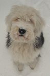 micksheepdog.jpg