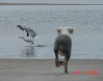 to seagull.jpg