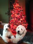 Christmas 2010.jpg