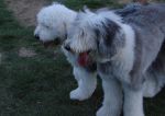 DSC00696.jpg