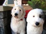 Stella and Atlas.jpg