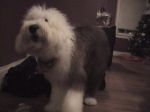 sam8.jpg