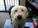 Monty 015.jpg