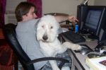 Belle at work.jpg