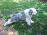 Belle_s morning stretch.JPG