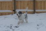 Blue in the snow.jpg