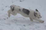 Blue snow racing.jpg