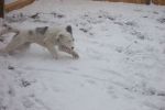 blue playing in snow.jpg