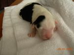 puppy1.JPG