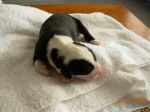 puppy2.JPG