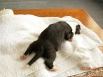 puppy3.JPG