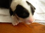 puppy4.JPG