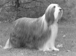 MultiCH  BeagoldDavidBlue.jpg