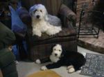 Ozzie & Harriet.jpg