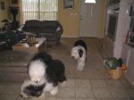 Bedy, Jewel, Bingley.JPG