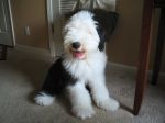 Bing 17 wks.JPG