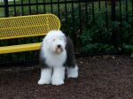 Bing at playground.jpg
