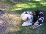 Bingley and Tanner.JPG