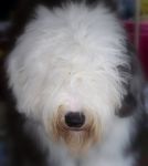 Bingley close up.jpg