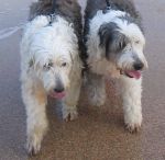 Mopsey and Prissy at the beach.jpg