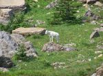 Mountain goat kid.jpg