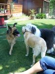 Three stooges.jpg