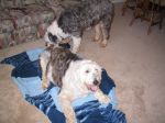mops and priss.jpg