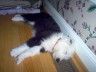 sleepy sheepie.jpg