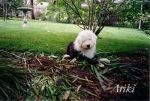 Ariki as a puppy playing in the garden-DVD.jpg