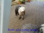 Bridie after getting muddy-DVD.jpg