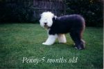 Penny five months-DVD.jpg