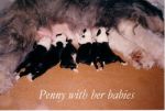 Penny with her babies-DVD.jpg
