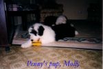Penny_s pup, Molly-DVD.jpg