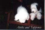 Penny_s pups - Ariki and Tuppence-DVD.jpg