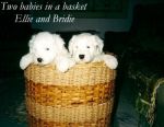 Two babies in a basket.jpg