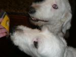 dogggggg.jpg