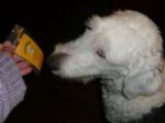 dogggggggg.jpg