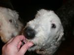 doggggggggg.jpg