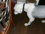 dogggggggggg.jpg