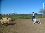 sheep and dogs 024.JPG